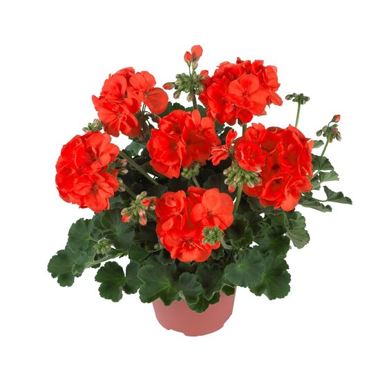 Pelargonija  zonale ‘’Green Idols oranža’’